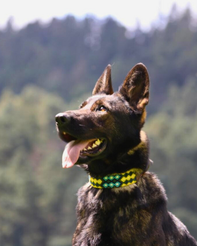 AMOR SPECIAL EDITION COLLAR: NATURALEZA