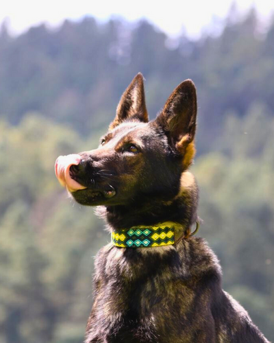 AMOR SPECIAL EDITION COLLAR: NATURALEZA