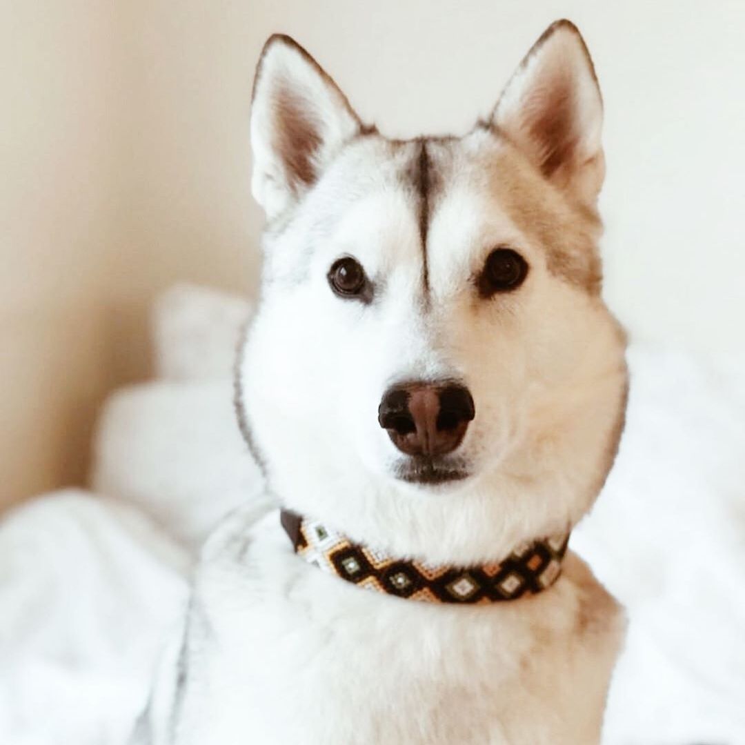 AMOR Handmade One and Only Dog Collar