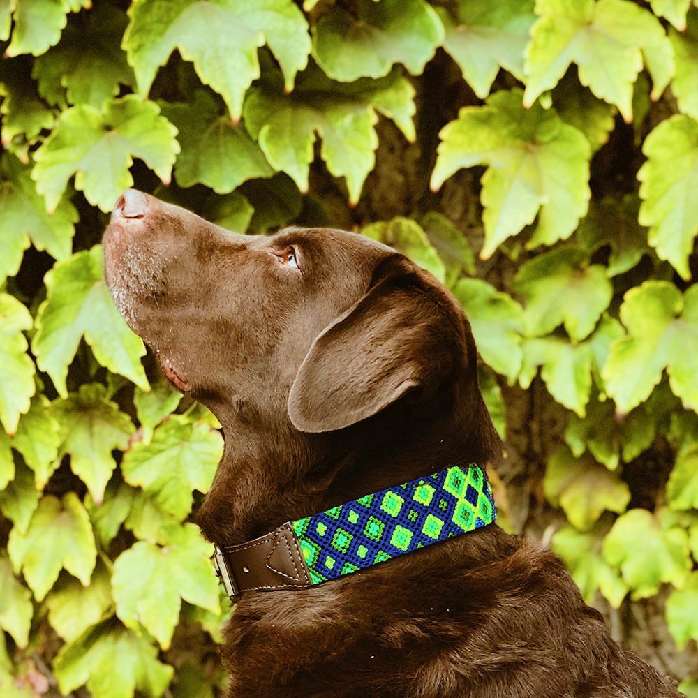 Chocolate Labrador wearing AMOR Handmade Dog Collar AGUA Y VIDA