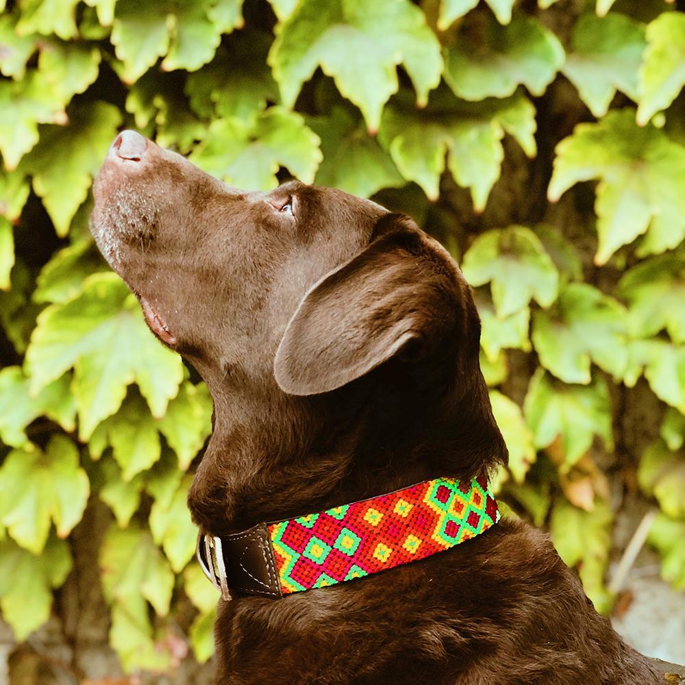 Chocolate Labrador wearing AMOR Handmade Dog Collar FENIX