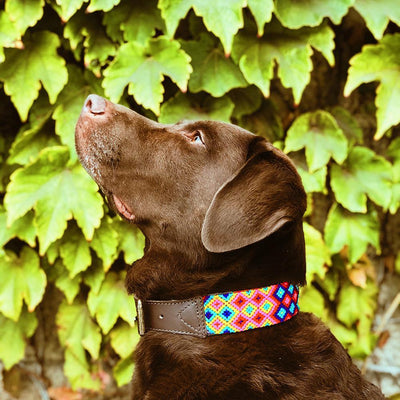 Chocolate Labrador wearing AMOR Handmade Dog Collar PRIMAVERA