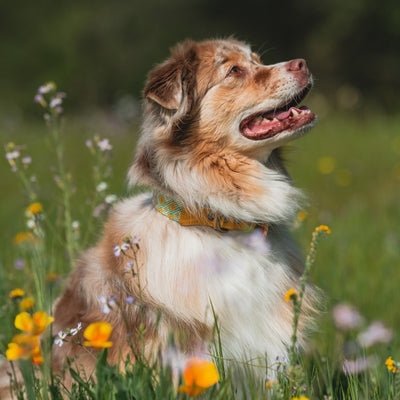AMOR SPECIAL EDITION COLLAR: DAFFODIL