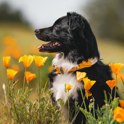 AMOR SPECIAL EDITION COLLAR: DAFFODIL