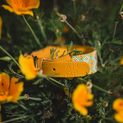 AMOR SPECIAL EDITION COLLAR: DAFFODIL