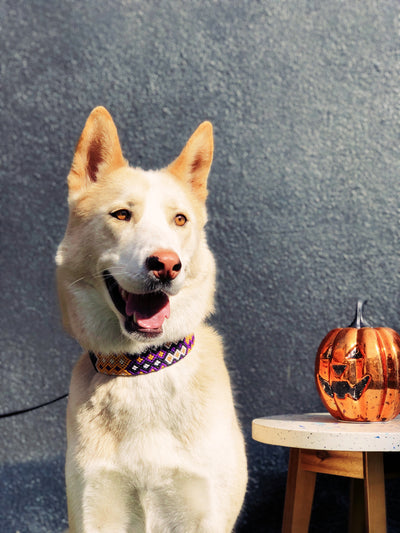 AMOR SPECIAL EDITION COLLAR: HOCUS POCUS