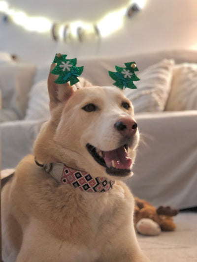 AMOR SPECIAL EDITION COLLAR: POINSETTIA